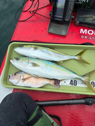タイの釣果