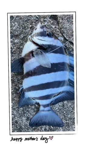 サンバソウの釣果