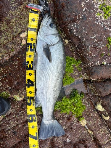 ヒラスズキの釣果