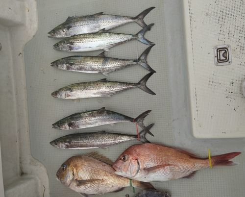 サワラの釣果