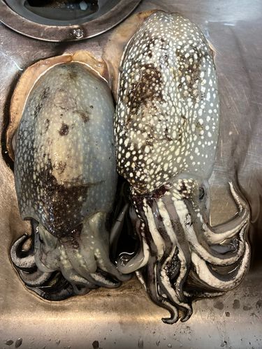 シリヤケイカの釣果
