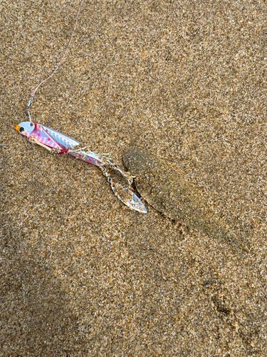 シタビラメの釣果