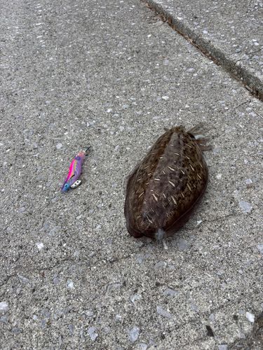 コウイカの釣果