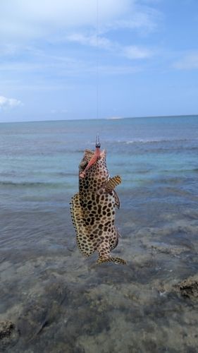 イシミーバイの釣果