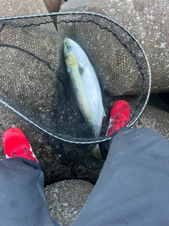 ハマチの釣果
