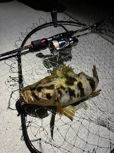 ベッコウゾイの釣果