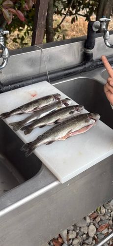 ニジマスの釣果