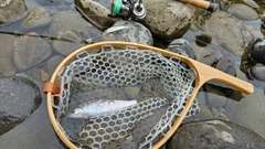 アマゴの釣果