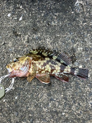 カサゴの釣果