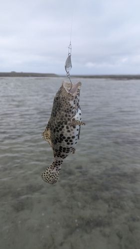 イシミーバイの釣果