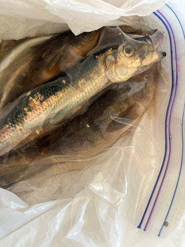 ニシンの釣果