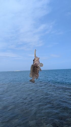 イシミーバイの釣果
