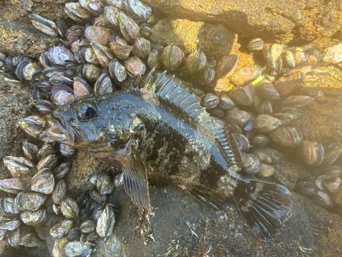ムラソイの釣果