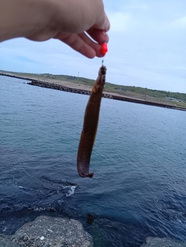 ギンポの釣果
