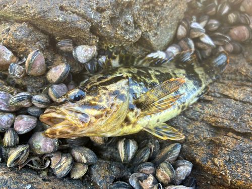 タケノコメバルの釣果