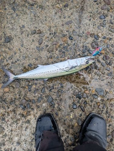 サゴシの釣果