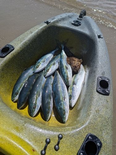 フクラギの釣果