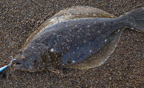 ソゲの釣果