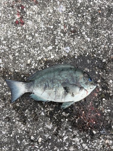 グレの釣果