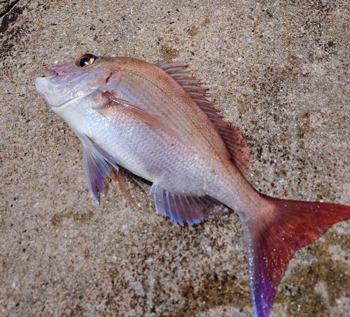 マダイの釣果