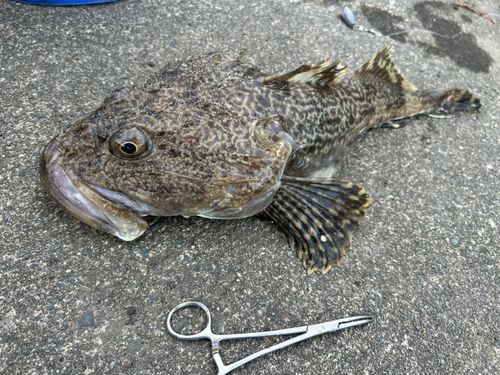 カジカの釣果