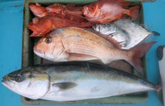 ブリの釣果