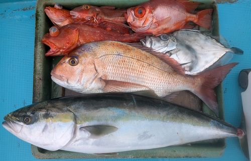 ブリの釣果