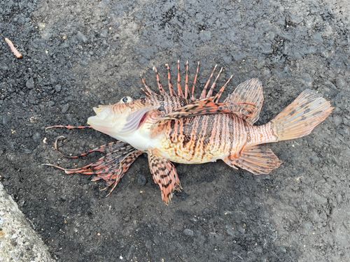 ミノカサゴの釣果