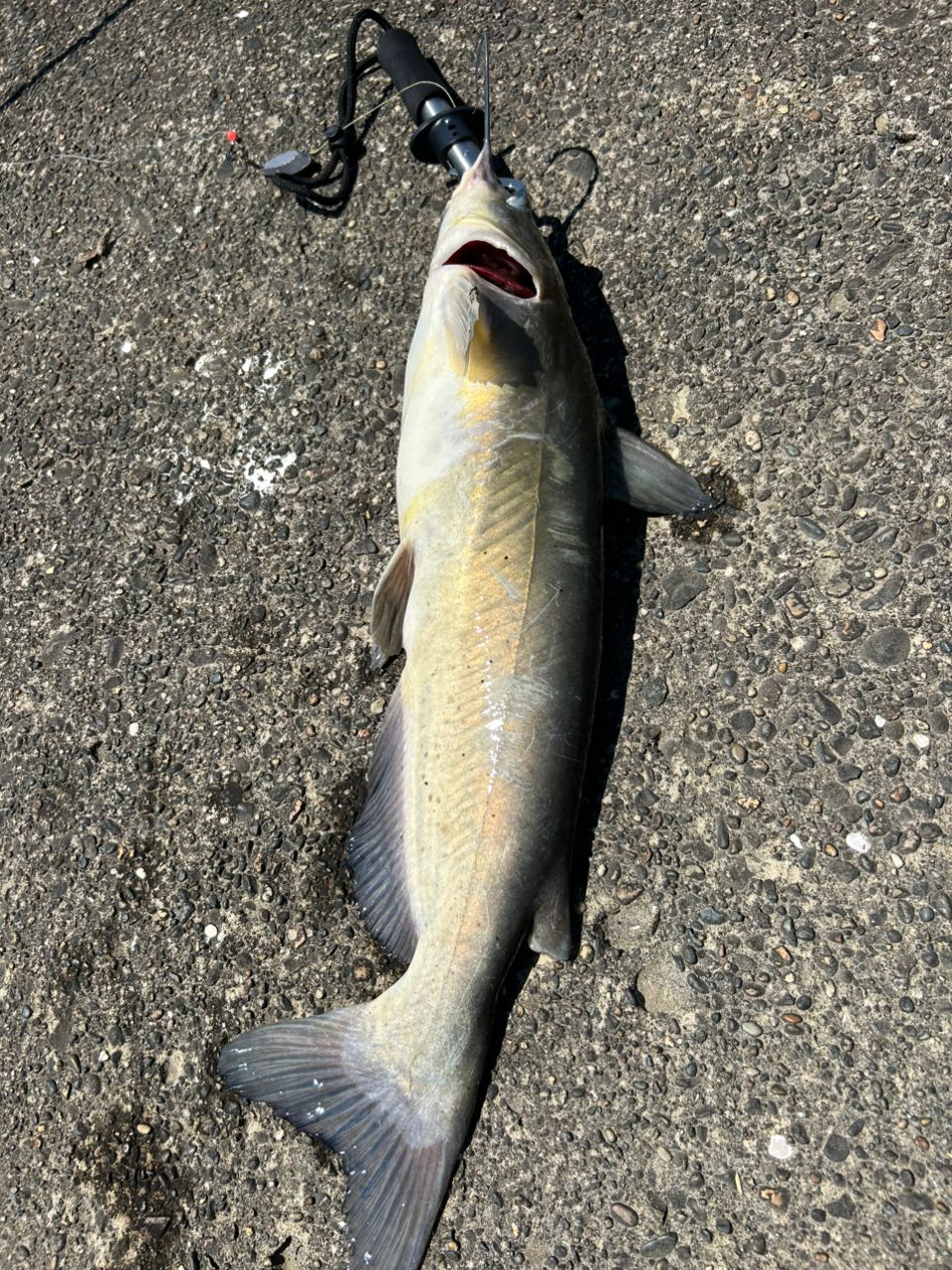 アングラー🐟AIさんの2026年05月05日(火)の釣行(茨城県 - 霞ヶ浦