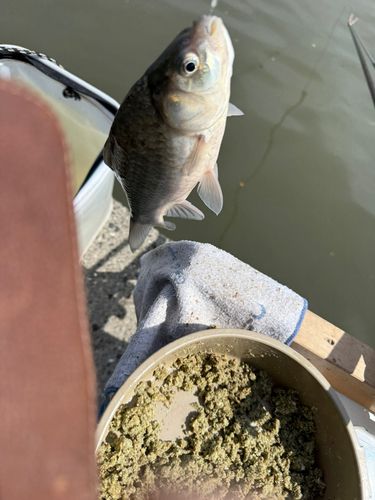 ヘラブナの釣果