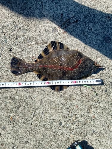 カワガレイの釣果
