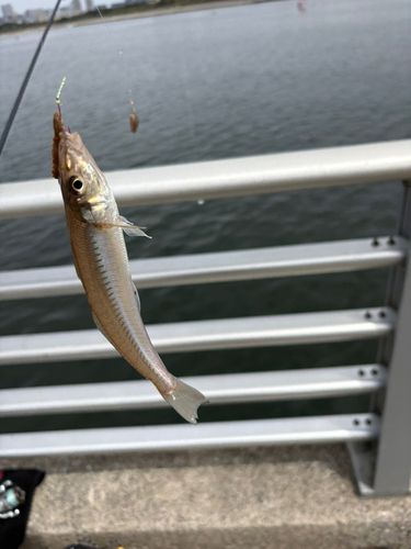 シロギスの釣果