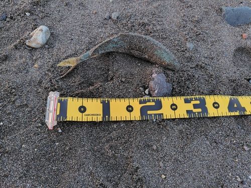 ワカシの釣果