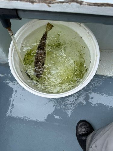 ショウサイフグの釣果