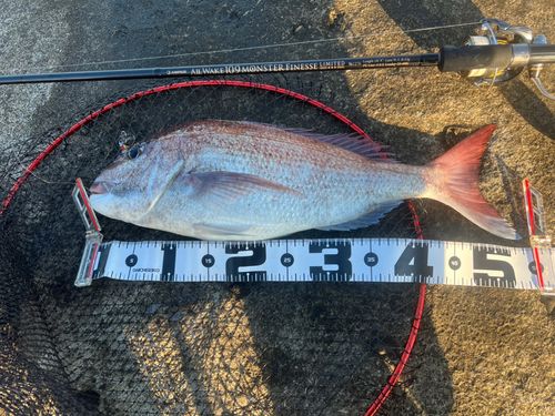 マダイの釣果