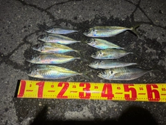 アジの釣果