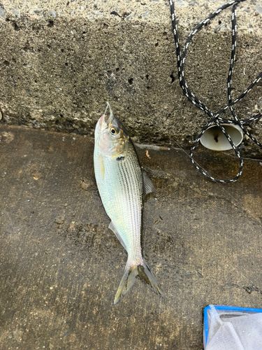 コノシロの釣果