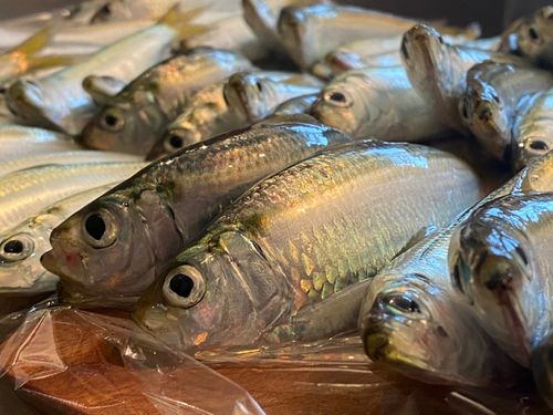 サッパの釣果