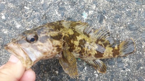 ベッコウゾイの釣果