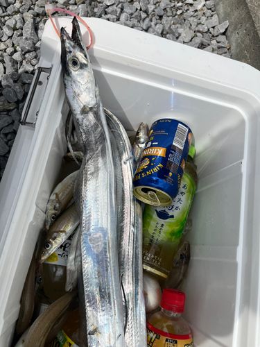タチウオの釣果