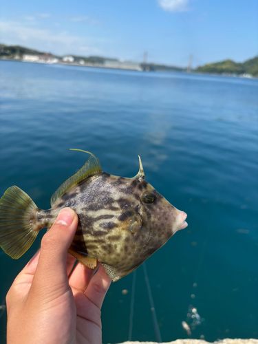 カワハギの釣果