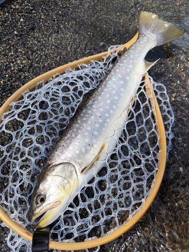 釣果
