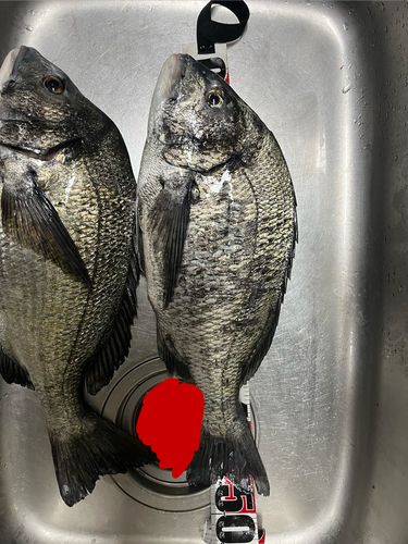 チヌの釣果