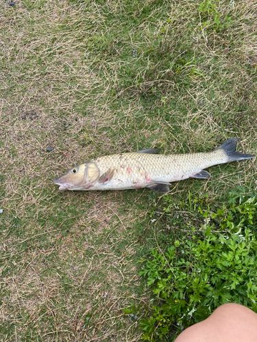 ニゴイの釣果