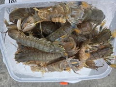 シャコエビの釣果