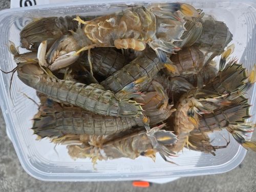 シャコエビの釣果