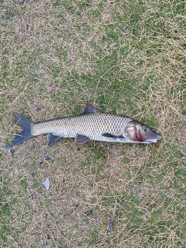 ニゴイの釣果