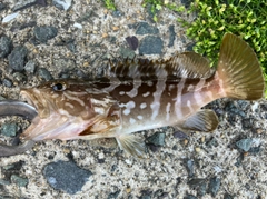 クエの釣果