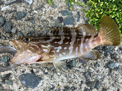 クエの釣果