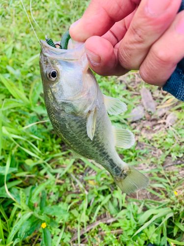 ラージマウスバスの釣果